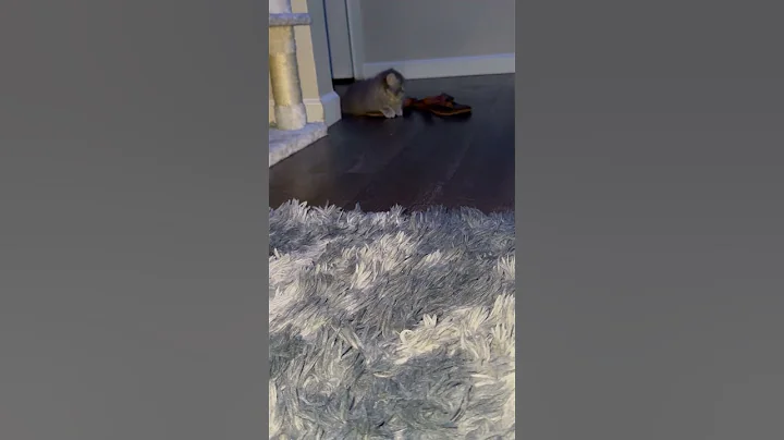 Video 9801291: persian kitten animal