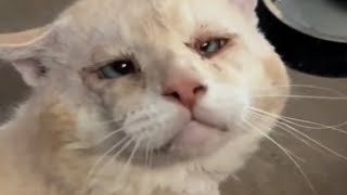 Kitten Gets Returned For 9th Time To Shelter. Then Staff Realizes What’s Going On by I Heart Animals 89,855 views 4 weeks ago 11 minutes, 28 seconds