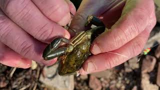 BIG BASS BAIT DEMO-PEELER CRAB-BASS SERIES