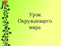 Окружающий мир. Почему мы не будем рвать цветы и ловить бабочек?