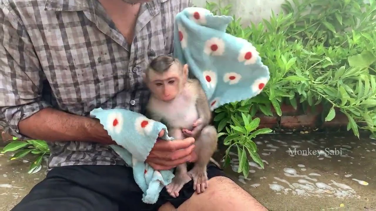Adorable monkey Sabi was very sleepy after took a bath in the afternoon.