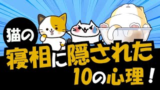 猫の寝相には実は意味がある寝る姿に隠された10の心理