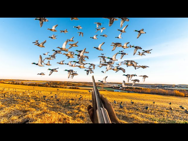 9 MAN LIMIT 30 MINUTES! EPIC FIELD DUCK HUNT! class=