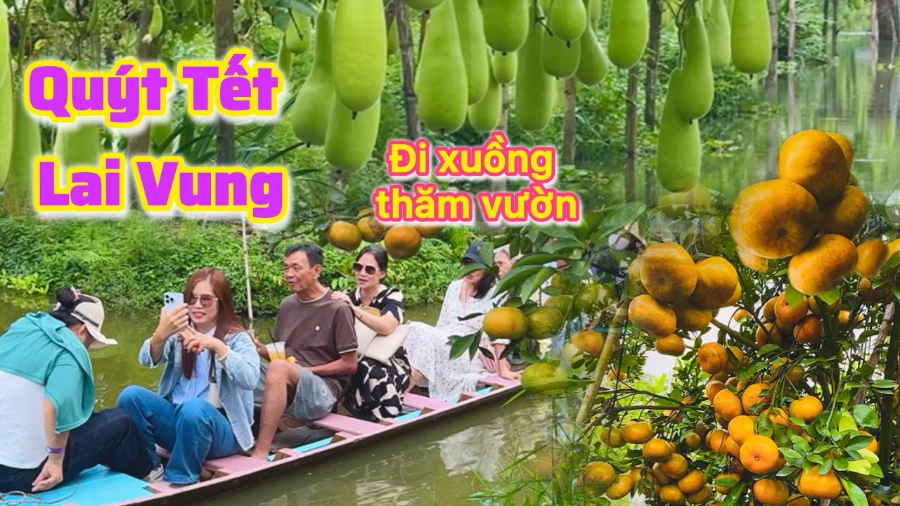 Lai Vung| Quýt Hồng vàng rộp Tết 2026,trải nghiệm ngồi xuồng thăm vườn |TrNQ