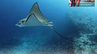 Ep 213 - Worlds Best Places to Dive and Scuba Diving Liveaboards