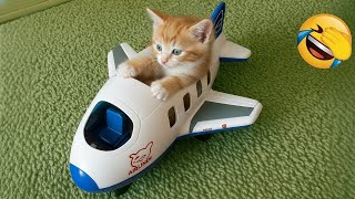 Essayer De Ne Pas Rire 😅 Meilleurs Chiens et Chats Drôles 😹🐶 Partie 9