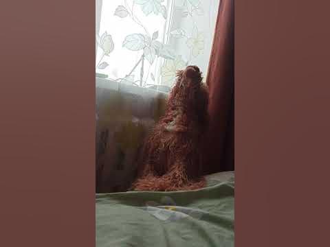 Американский коккер Ричи - YouTube