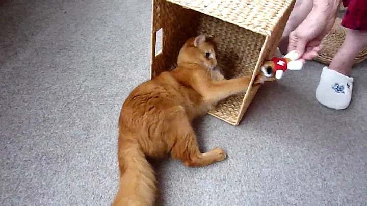 Video 323901: somali cat playing