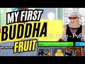 I Rolled Buddha Fruit for the First Time Blox Fruits Roblox Infinix Note 30 TAGALOG