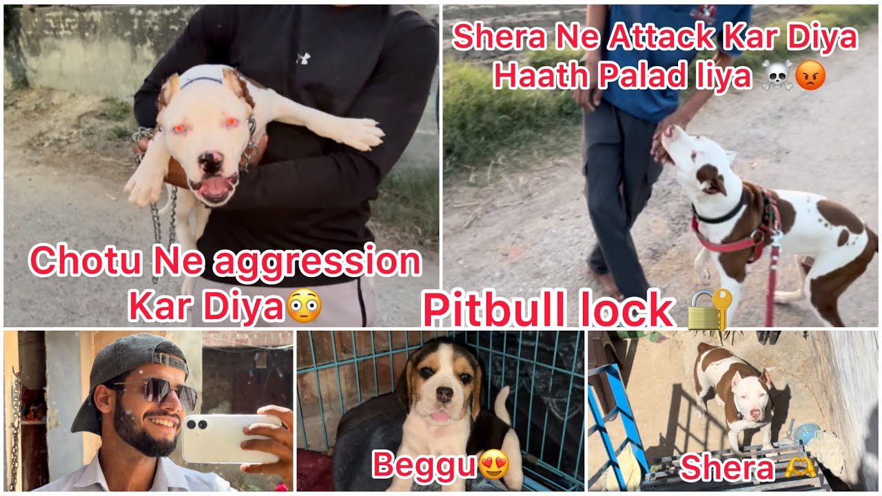 Chotu Pitbull ne aggression Kar Diya | Shera Pitbull ne attack Kar Diya haath Pakad liya | 