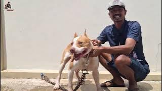 NEW DOG REVIEW FROM THE SINGAPARNA TASIKMALAYA WILD RHINO TEAM ‼️