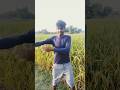 #bhojpuridance #ytshorts #trending #song #shortsfeed #folkdance #trending #fun