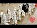 قطط مضحكة-أكيد راح تضحك    Funny Cute Cats