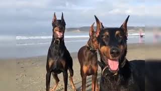 4 Doberman Lovers 🐱‍👤 Funny and Cute Doberman Dogs Videos Compilation by PIGO 1,530 views 4 years ago 7 minutes, 52 seconds