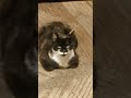 Следующий важный шаг в хирургии😹🤣 #юмор #цитаты #cat #смехпродлеваетжизнь