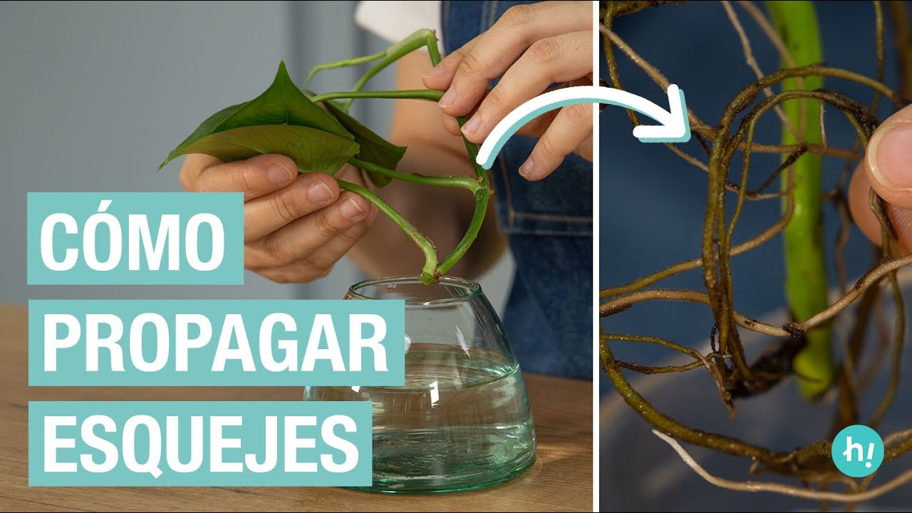 Cómo hacer esquejes tutorial paso a paso y consejos Handfie YouTube Cómo hacer esquejes tutorial paso a paso y consejos Handfie YouTube