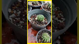 Llenos de hijos 😲🌵🌸 #cactus #echinopsis