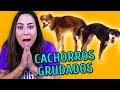 POR QUE OS CÃES FICAM GRUDADOS DEPOIS DE CRUZAR?