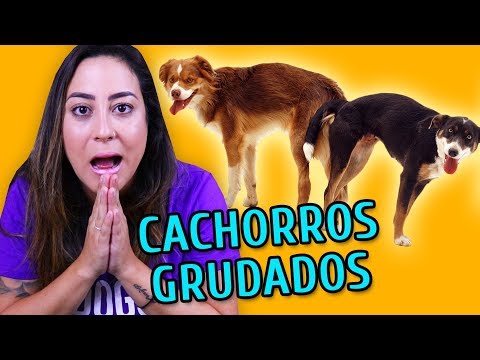 Vídeo: Como impedir que os cães intatos acasalem