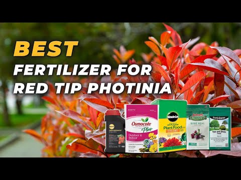 Best Fertilizer for Red Tip Photinia - Grow it Rich and Beautiful