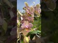 Дивовижний каскад Торіно #torino #квіти #fleurs #orchidees #phalaenopsis #peloric #пелорик #орхідеї