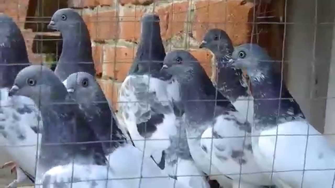 budapest highflyers pigeons youtube budapest high flyers pigeons for sale
