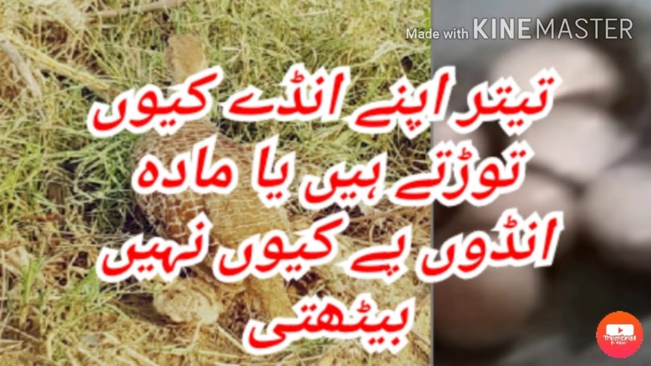 ڈکھنی مادہ انڈے کیوں توڑتی ہے یا انڈوں پر کیوں نہیں بیٹھتیWhy does the  gray francolian female break