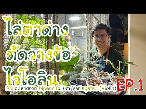ผลสลากกินแบ่งรัฐบาล วันที่ 1 พย. 2567 ผลสลากกินแบ่งรัฐบาล วันที่ 1 พย. 2567