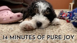 9 Week Old Mini Bernedoodle Puppy&#39;s First Month Home Part 2
