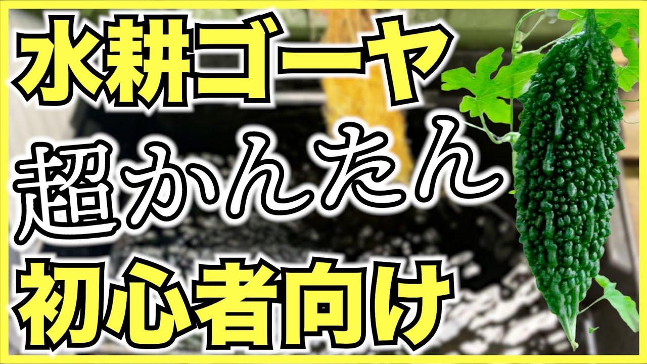 水耕栽培 ゴーヤの水耕栽培の超簡単な方法 市販の水中ポンプで初心者向け Youtube