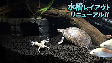 ミシシッピニオイガメ飼い方