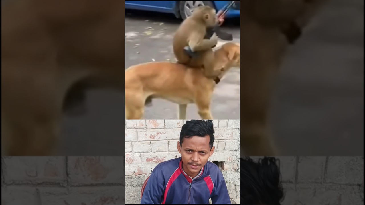 कुत्ता को देख गोली चलाते हुए अच्छा लगे तो एक लाइक जरुर कीजिए