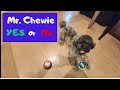 Watch Mr. Chewie do tricks for treats.