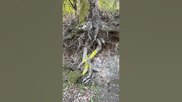 Tree With Roots Exposed