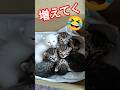保護したての子猫が増えていく現象に嬉しい悲鳴になっちゃったかも #youtube猫動画 #子ネコ