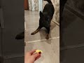 Собака очкушник 3 знакомство с лимоном #топ #music #собака #dog #хочуврек #щенок