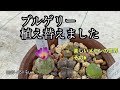 コノフィツム　ブルゲリ植え替えました。楽しいメセンの世界　その６