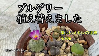 コノフィツム　ブルゲリ植え替えました。楽しいメセンの世界　その６