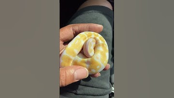 New￼ Baby albino ball python #viral #trending #ballpython #snake #youtubeshorts #albino