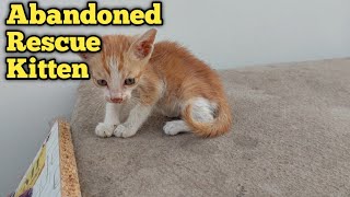 Ginger Kitten is Finally Gaining Trust After A Few Days Of Rescue by pet is life 475 views 4 days ago 2 minutes, 3 seconds