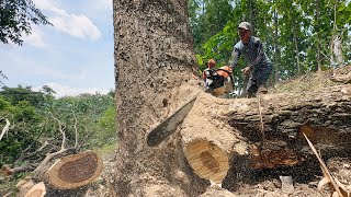 Incredible‼ Amazing skills cutting huge tree with strongest chainsaw.