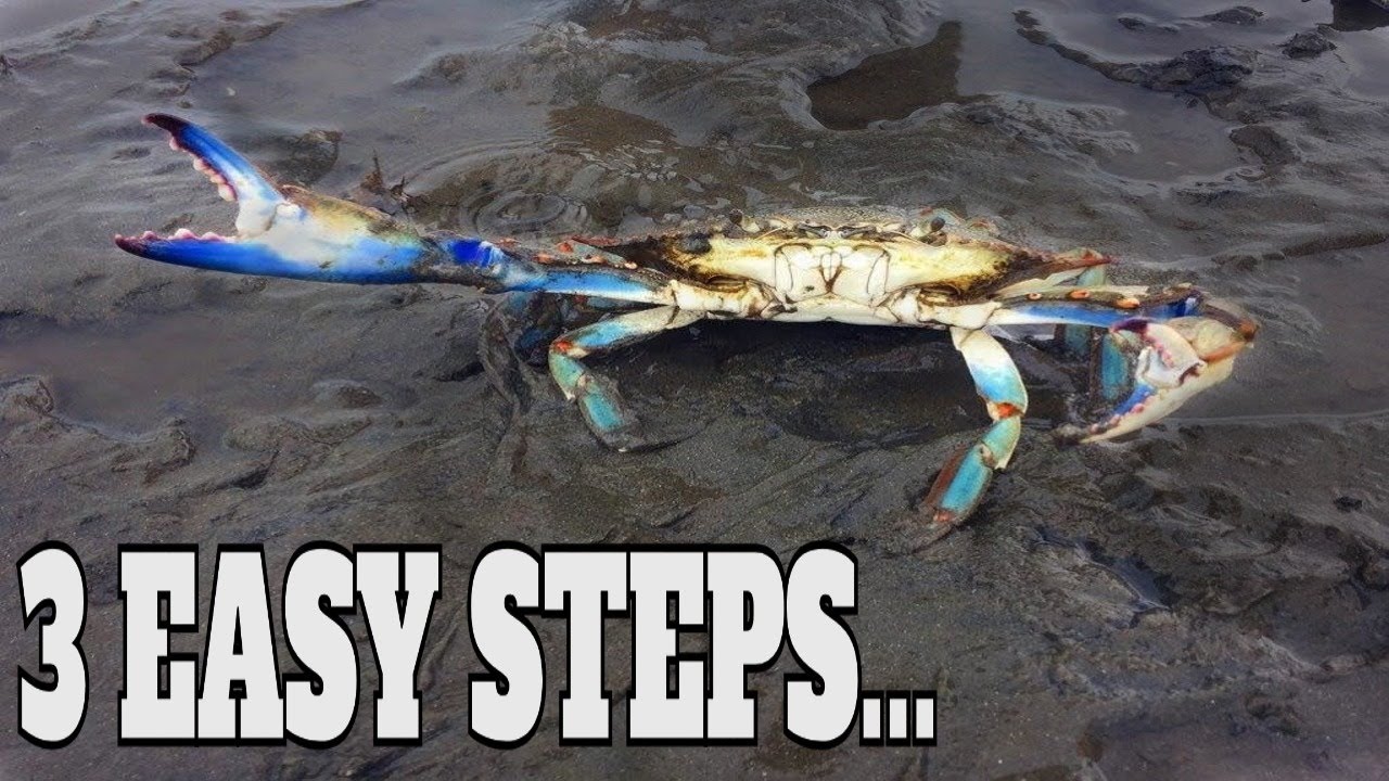 Blue Crab Fishing: How To Catch Blue Crabs From Shore Without A Trap -  Catching Blue Crabs