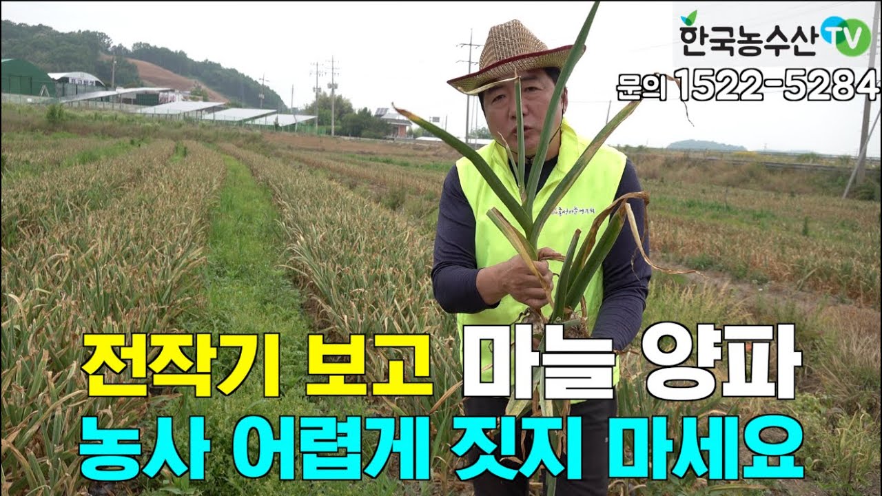 [한국농수산TV] 더 이상 마늘 양파 농사 어렵게 하지 마세요~ 1년 농사 비법 공개 - YouTube
