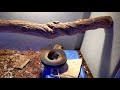 Apodora papuana feeding