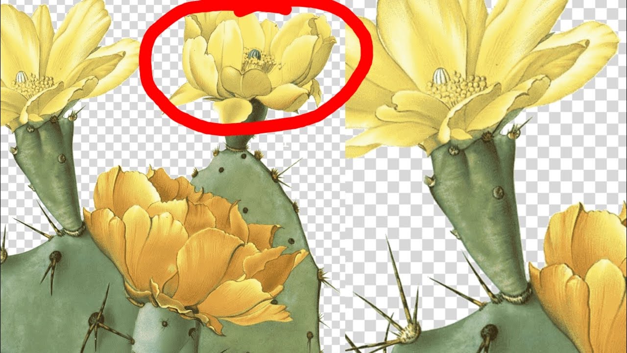 موضوع شامل ومهم لعلاج أمراض الجهاز البولي بزهرة التين الشوكي