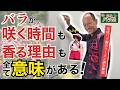 【バラ塾開講】なぜバラは香るのか？咲く時間と香りに隠された自然のしくみとは？【京成バラ園】【園芸】【初心者】