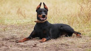 The Magnificent Breed of Doberman (Documentary in HD!!!) by Dim Kampra 14,067 views 7 years ago 2 minutes, 22 seconds