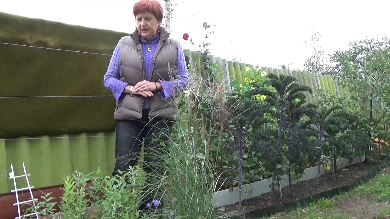 Многолетние злаковые оживят осенний цветник