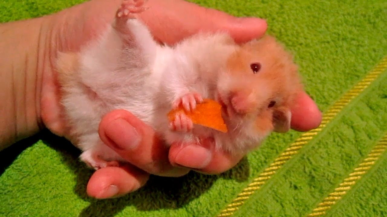 Hamster eating carrot on my hand YouTube