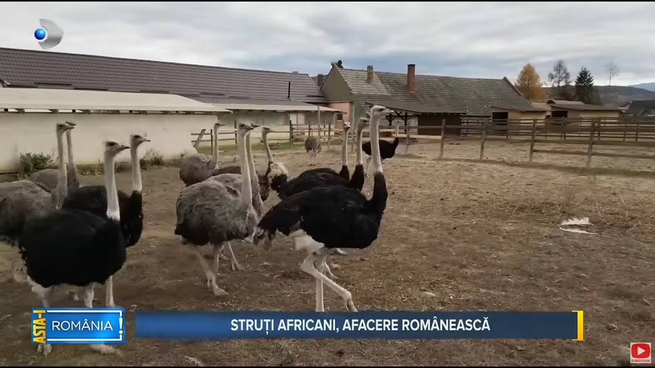 Asta-i Romania (10.11.2024) - STRUTI AFRICANI, AFACERE ROMANEASCA